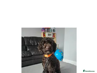Cockapoo dogs Male cockapoo 12 months old - Advert 1
