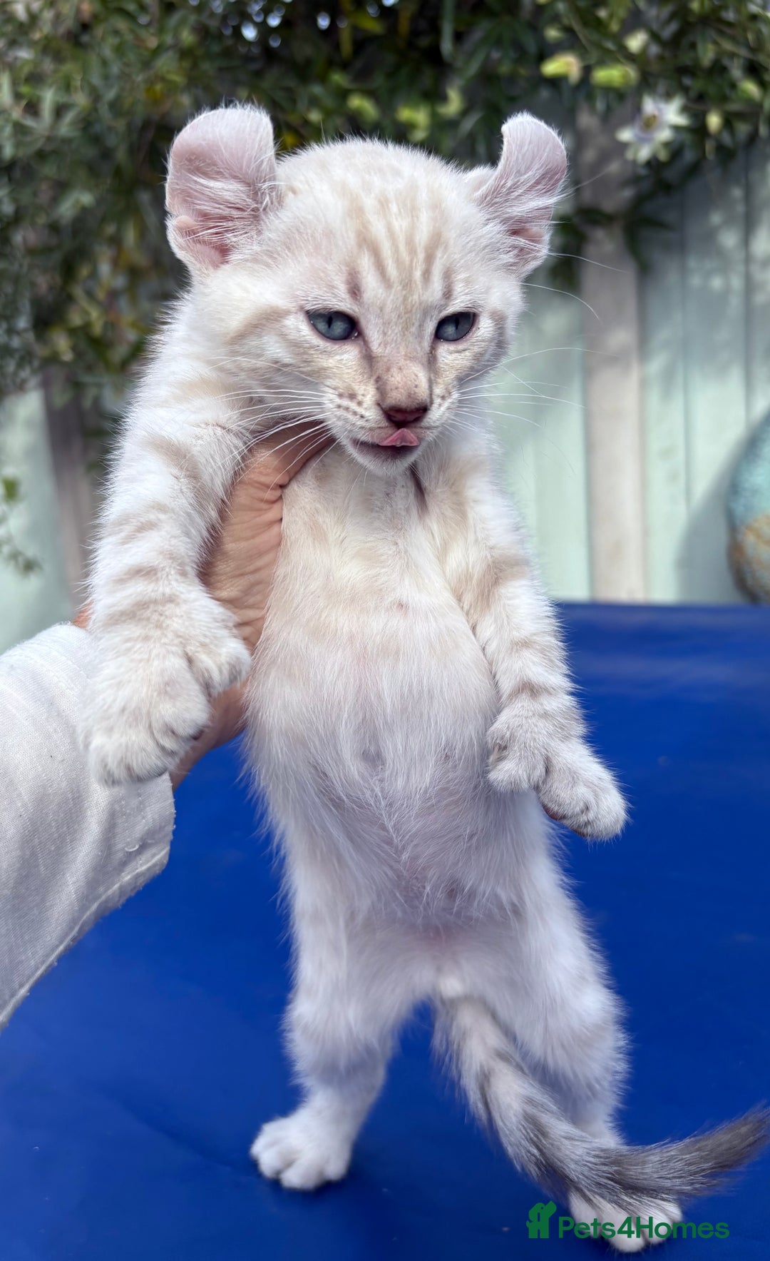Bengal cats for sale: Gob smacking rare kittens  - Image 14