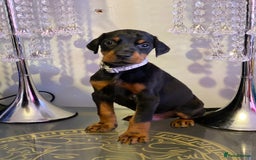 Dobermann dogs for sale: Gorgeous Eu**an Dobermann Puppies - Image 19