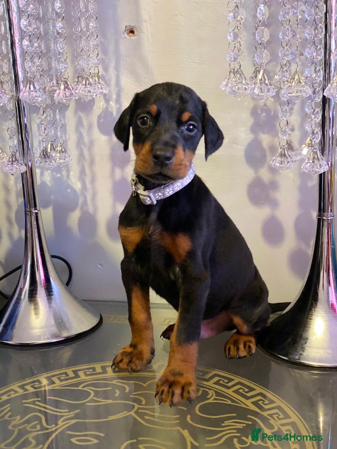 Dobermann dogs for sale: Gorgeous Eu**an Dobermann Puppies - Image 19