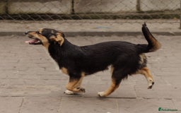 Mixed Breed dogs for adoption: 💖🐶 TONY 🐶💖 - Image 7