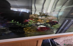 Axolotl reptiles for sale: Axolotl with tank etc - Image 7