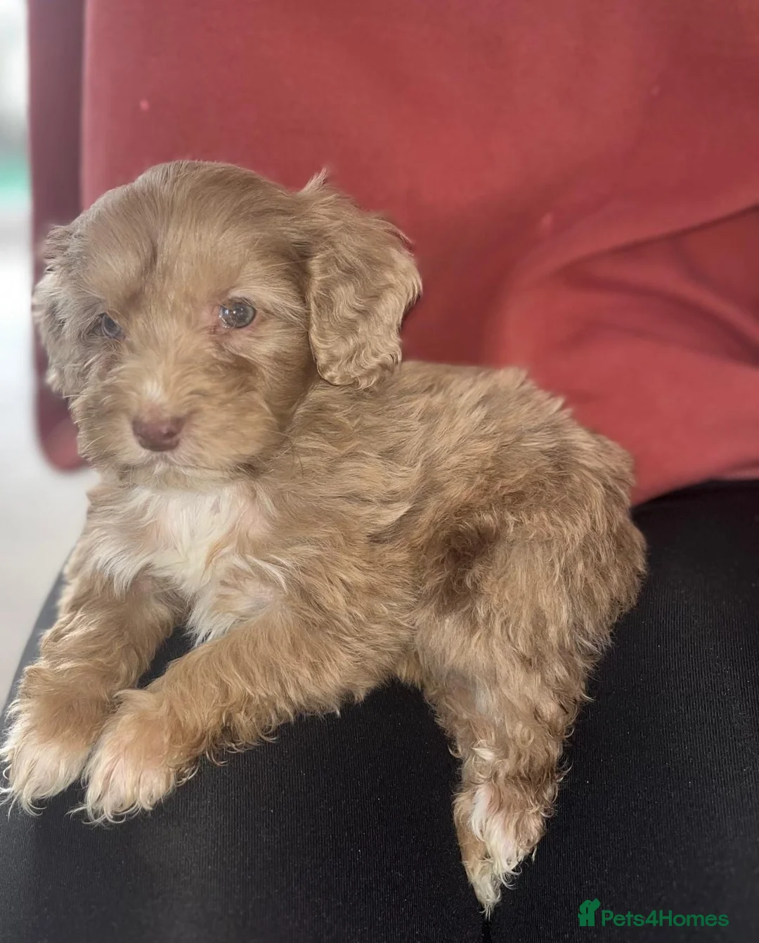 Cockapoo dogs for sale: Merle F1 Cockapoo  - Advert 5