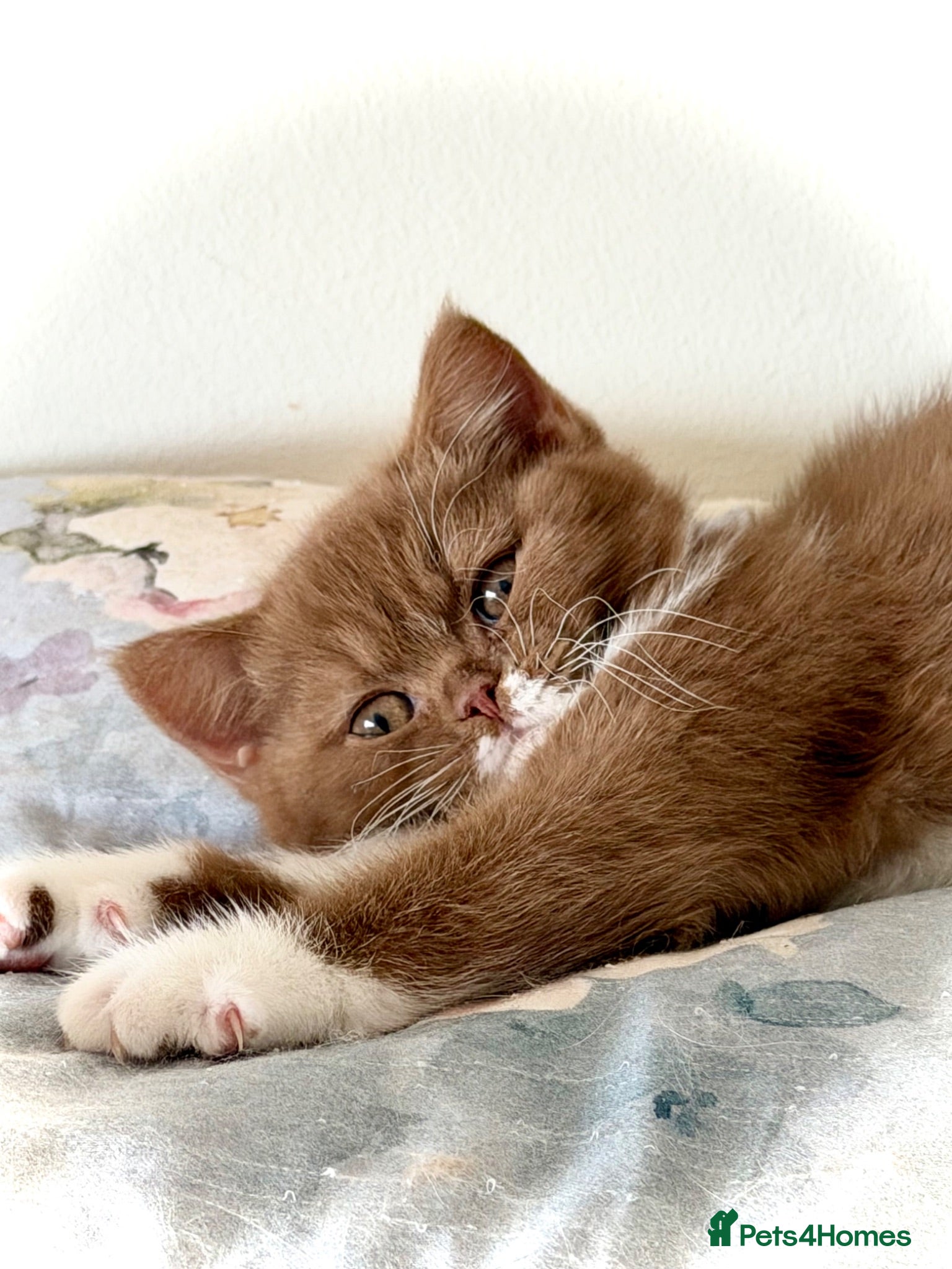 British Shorthair cats Beautiful pedigree kittens TICA registered  - Advert 9
