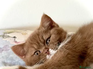 British Shorthair cats Beautiful pedigree kittens TICA registered - Advert 9