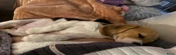 Beagle dogs for sale: Beautiful beagle girl  - Advert 9