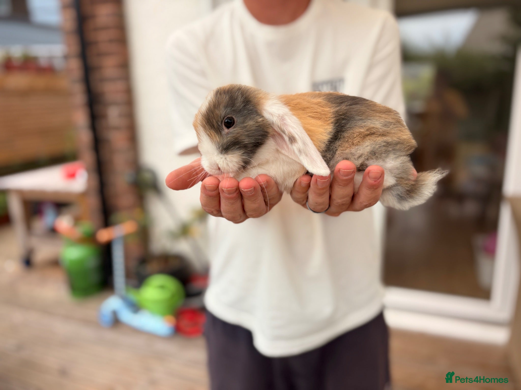 Mini Lop rabbits Beautiful Mini Lops Litter - Advert 1