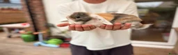 Mini Lop rabbits for sale: Beautiful Mini Lops Litter - Advert 1