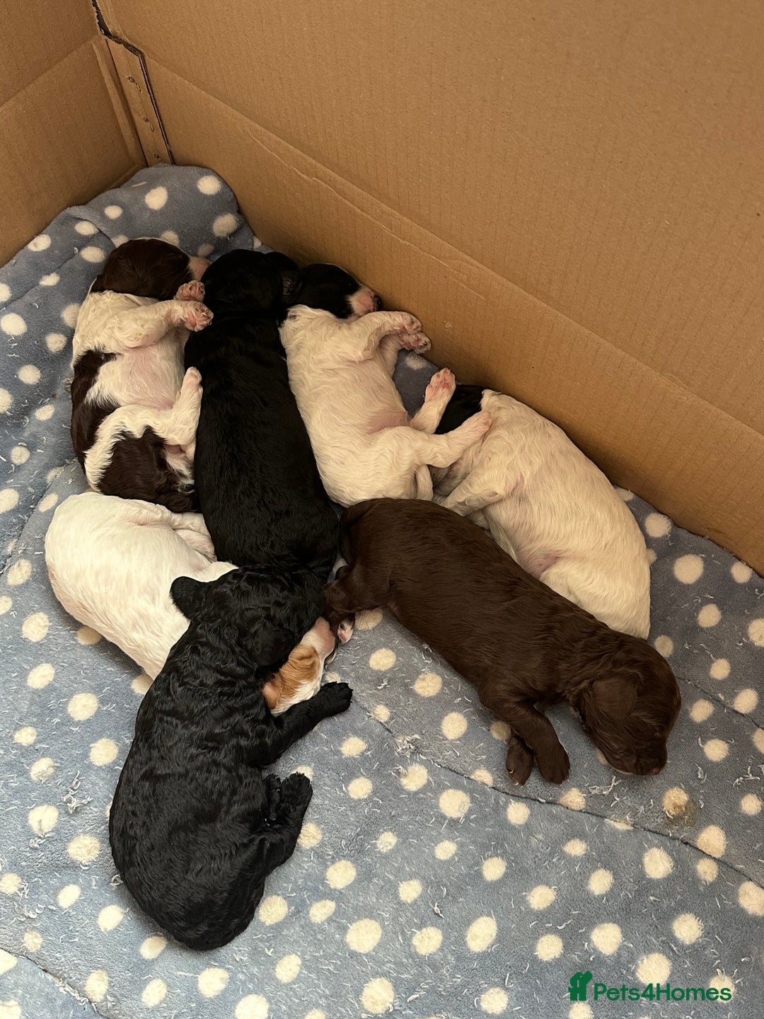 Cockapoo dogs for sale: 7 beautiful cockatoo puppies  - Image 24