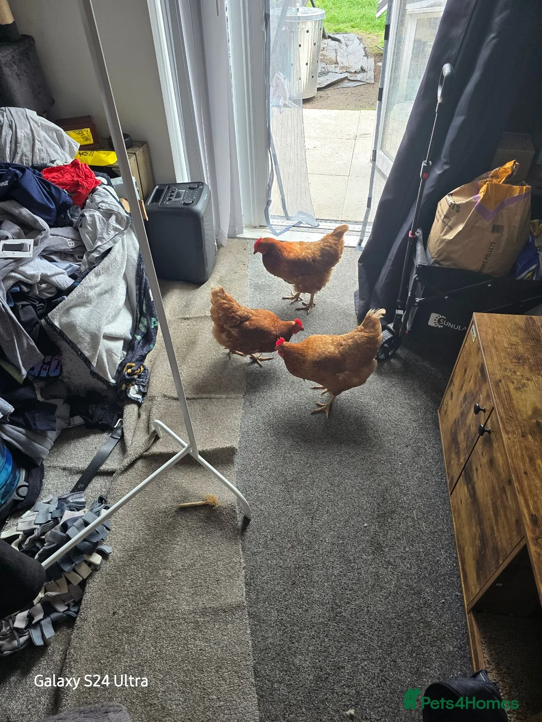 Chickens poultry for sale: Warrens in Liverpool - Advert 2