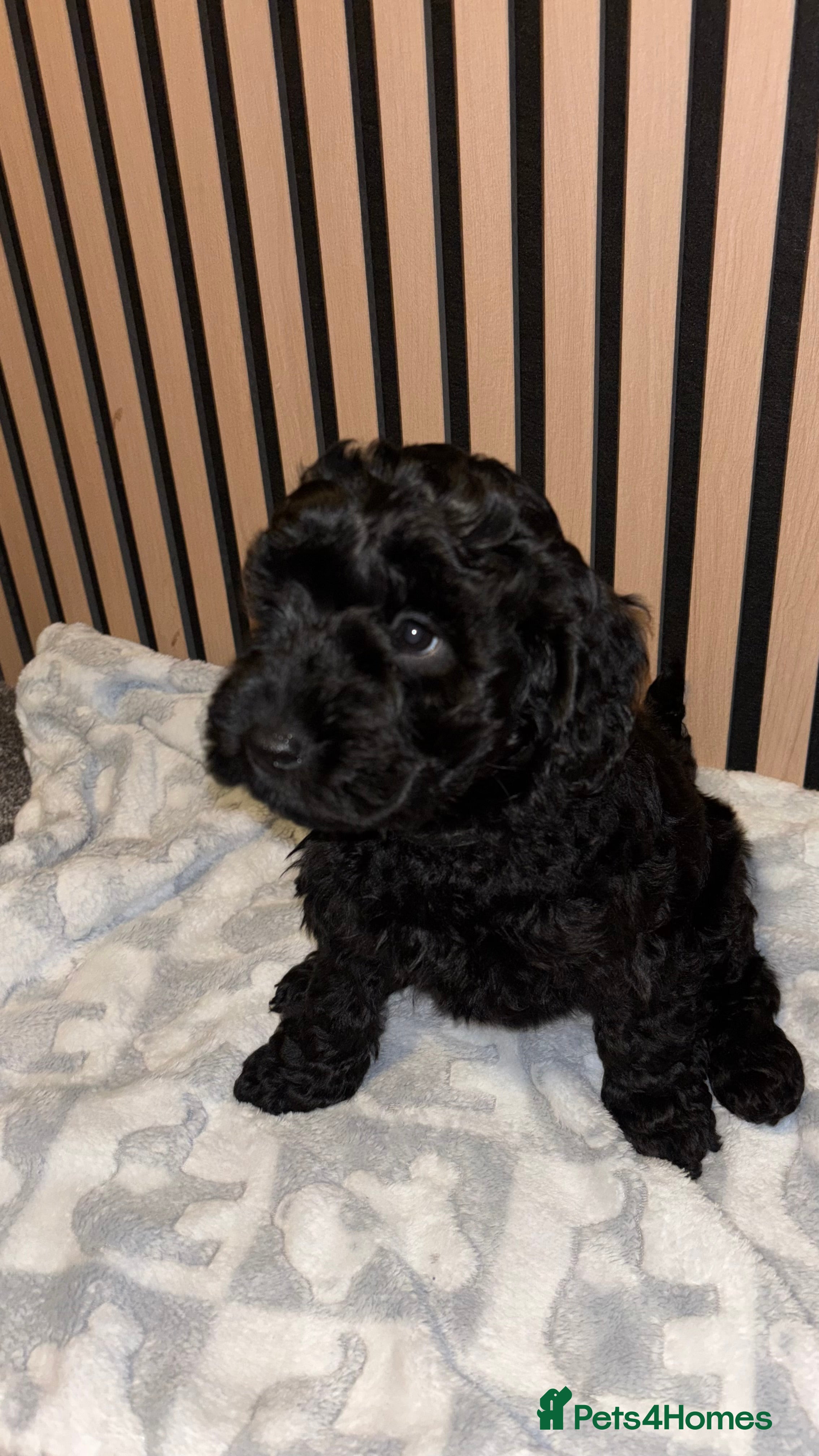 Cockapoo dogs 2 Male F1B Cockapoo Pups Remaining 🐾 - Advert 2