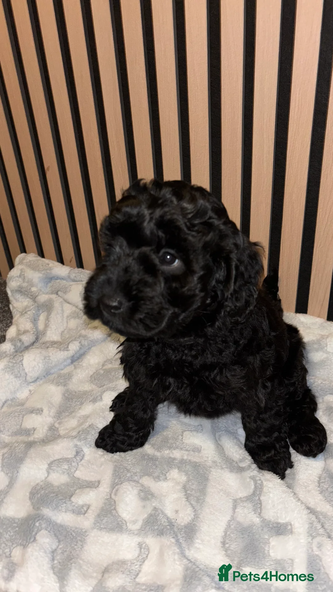 Cockapoo dogs for sale: 1 Male F1B Cockapoo looking for forever home 🐾 - Advert 1