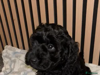 Cockapoo dogs 2 Male F1B Cockapoo Pups Remaining 🐾 - Advert 2