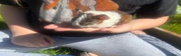 Guinea Pig rodents for sale: Baby Boy/Boar & Baby Girl/Sow Guinea Pigs, Teddy - Advert 9