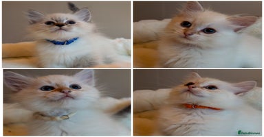 Siberian cats - Advert 2