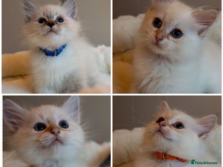 Siberian cats - Advert 1