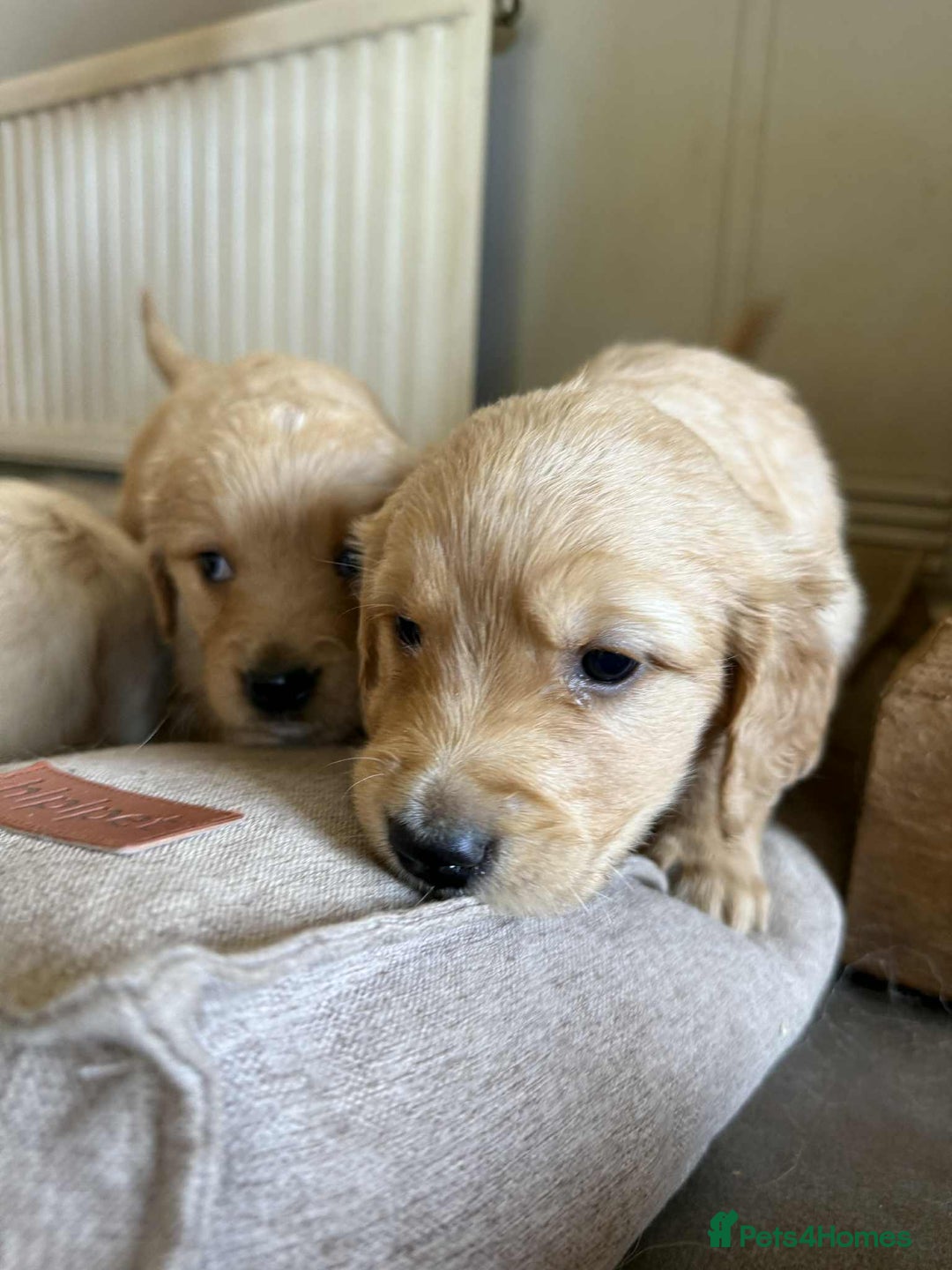 Golden Retriever dogs for sale: Stunning Top Quality Lines Golden Retriever Pups - Image 13