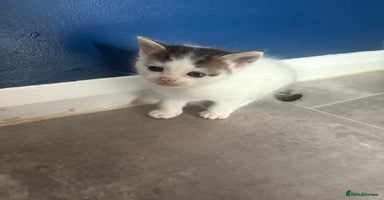 Mixed Breed cats - Advert 4
