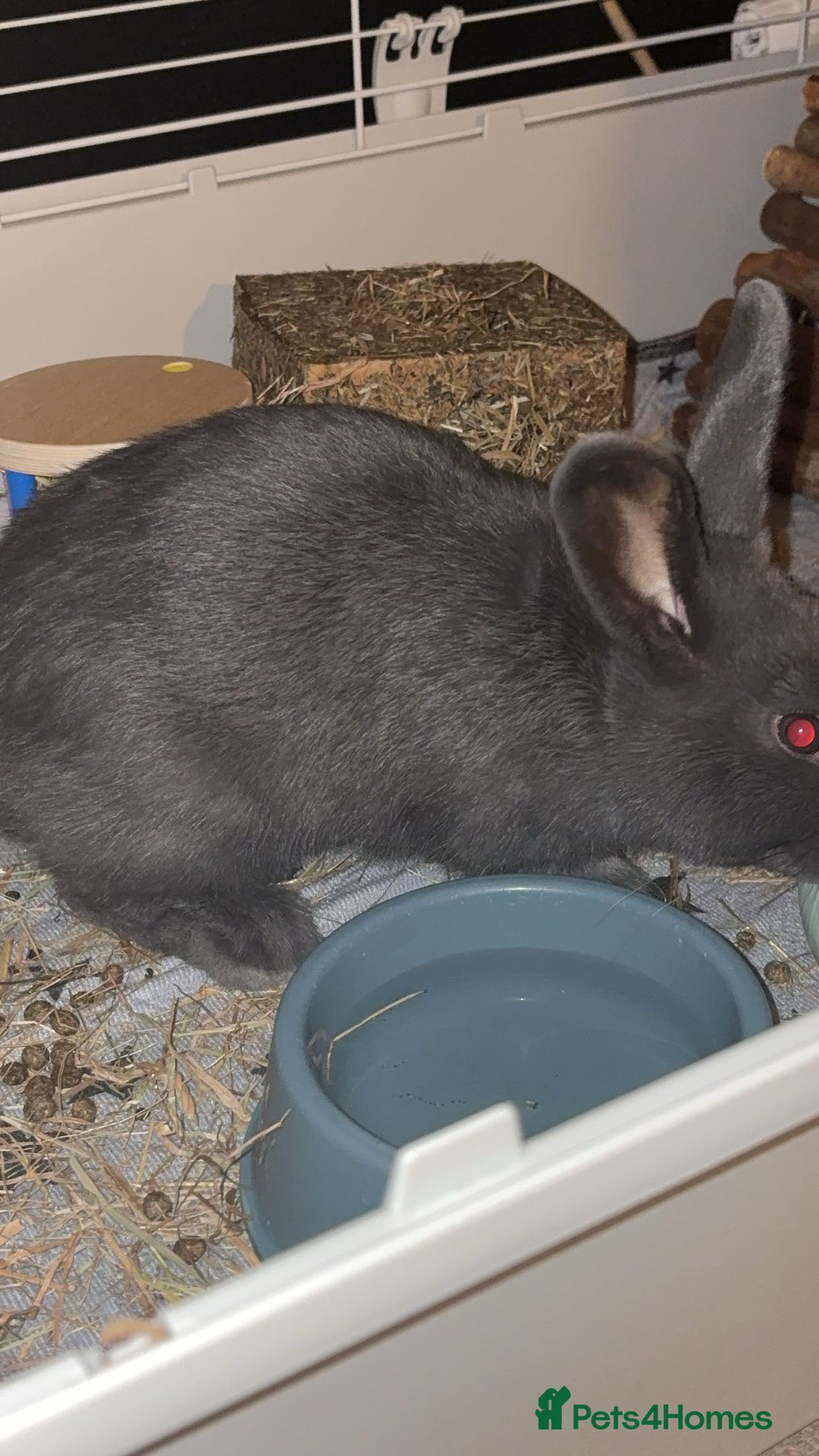 Mixed Breed rabbits for sale: 5month old bunny  - Advert 4