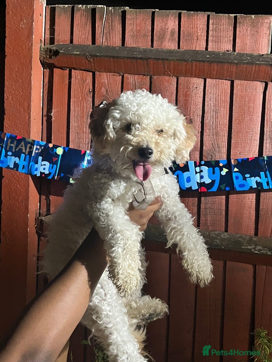 Toy Poodle dogs for sale: Pure bred Toy poodle (price is negotiable) - Image 1