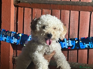 Toy Poodle dogs - Advert 8