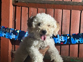 Toy Poodle dogs Pure bred Toy poodle (rehome)! - Advert 14