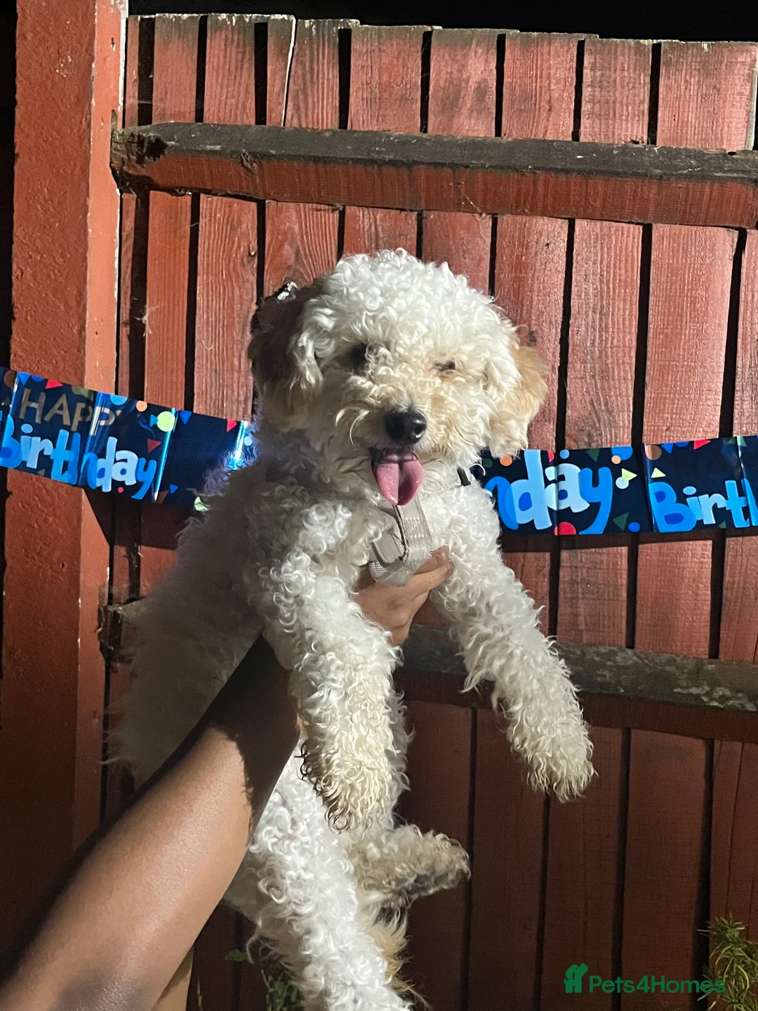 Toy Poodle dogs for sale: Pure bred Toy poodle (rehome)! - Advert 1
