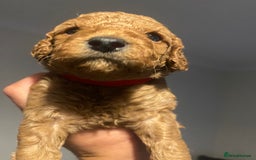 Cavapoo dogs for sale: Cavapoo puppy’s  - Image 8