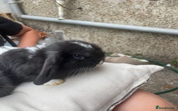 Mini Lop rabbits for sale: 5 mini lop eared Rabbits  - Image 7