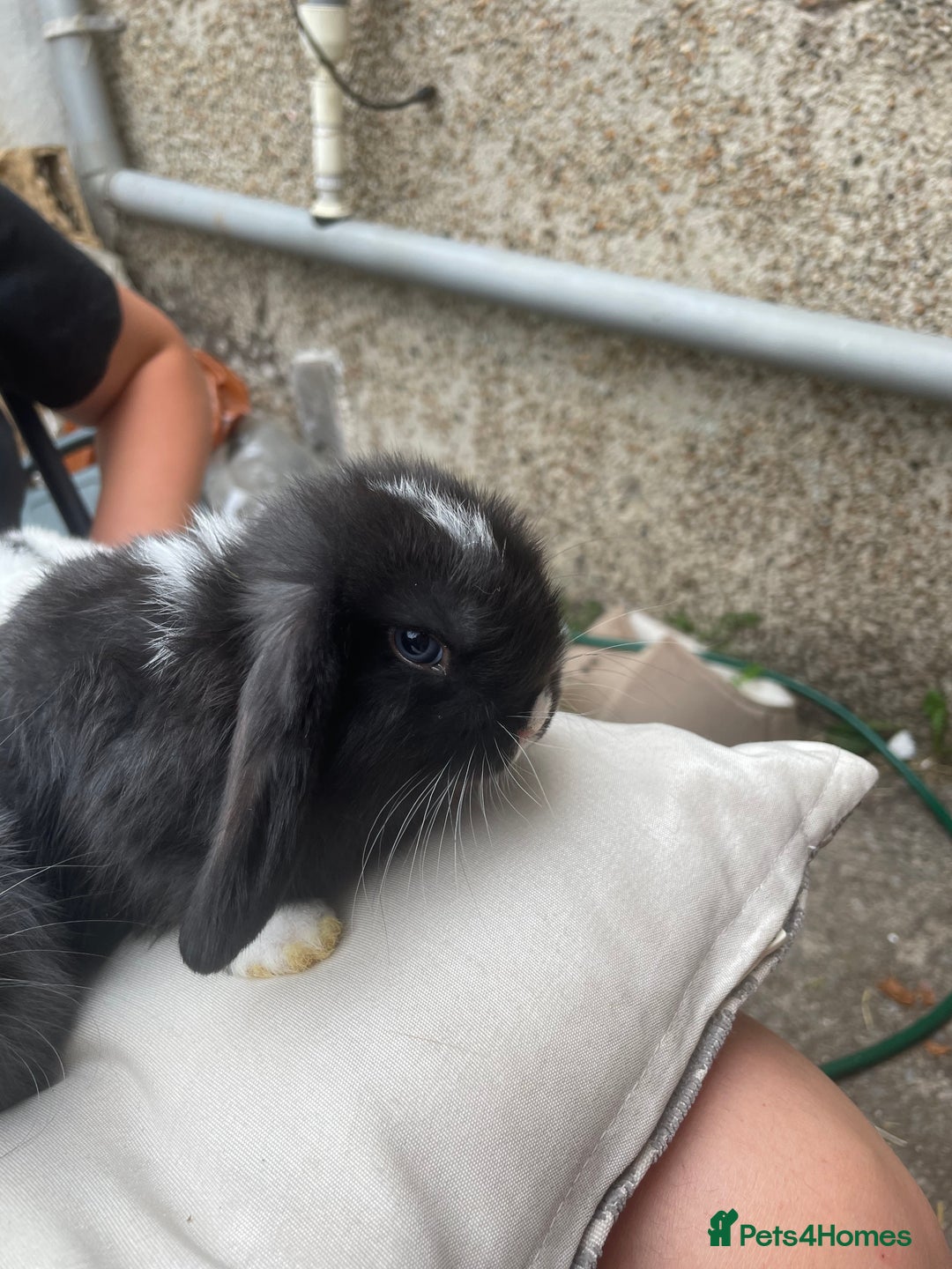 Mini Lop rabbits for sale: 5 mini lop eared Rabbits  - Image 7