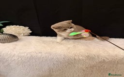 British Shorthair cats for sale: FULL PEDIGREE, REGISTERED BSH - Image 19
