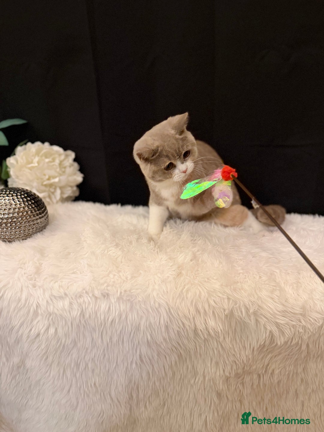 British Shorthair cats for sale: FULL PEDIGREE, REGISTERED BSH - Image 19