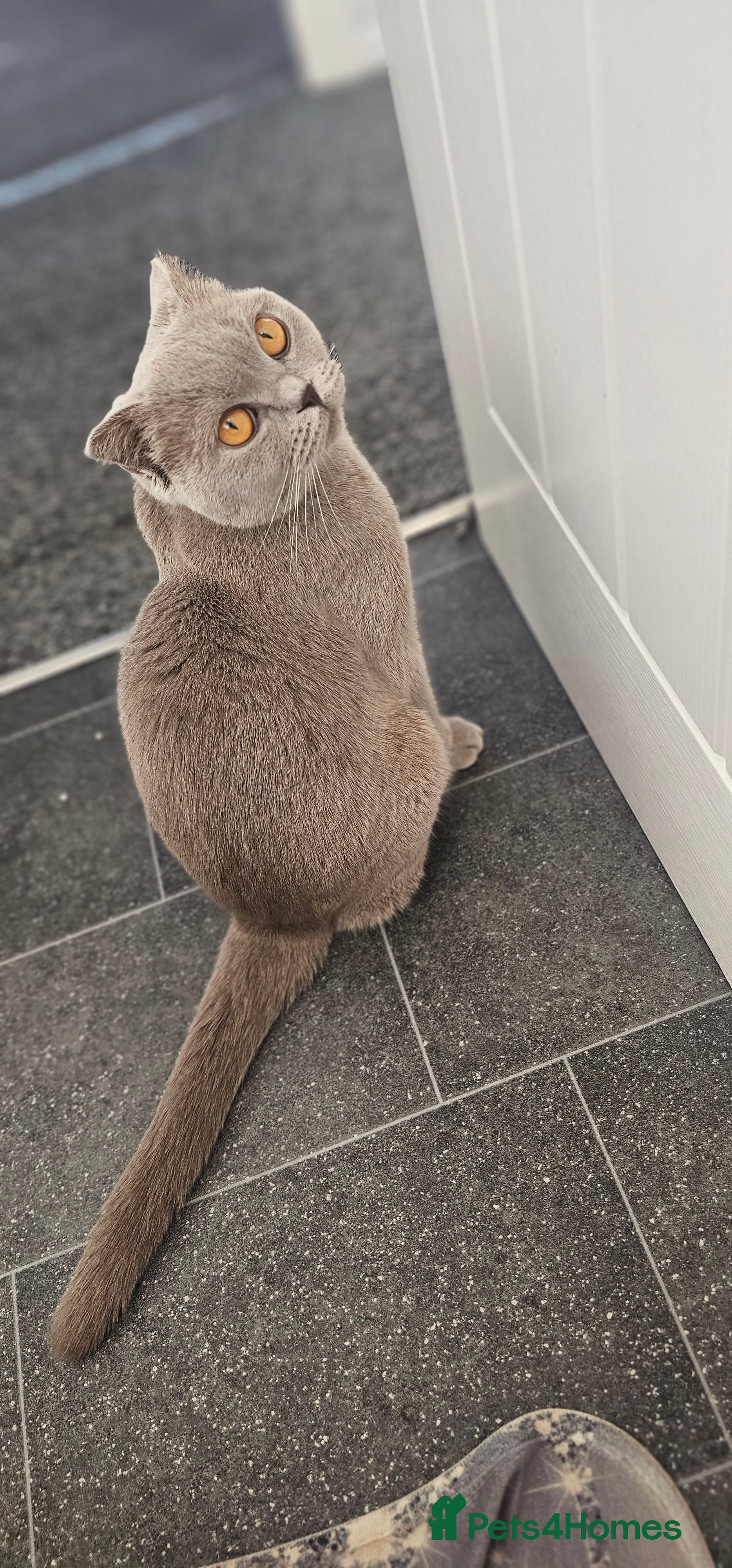 Scottish Fold cats Scottish fold girl - Advert 3