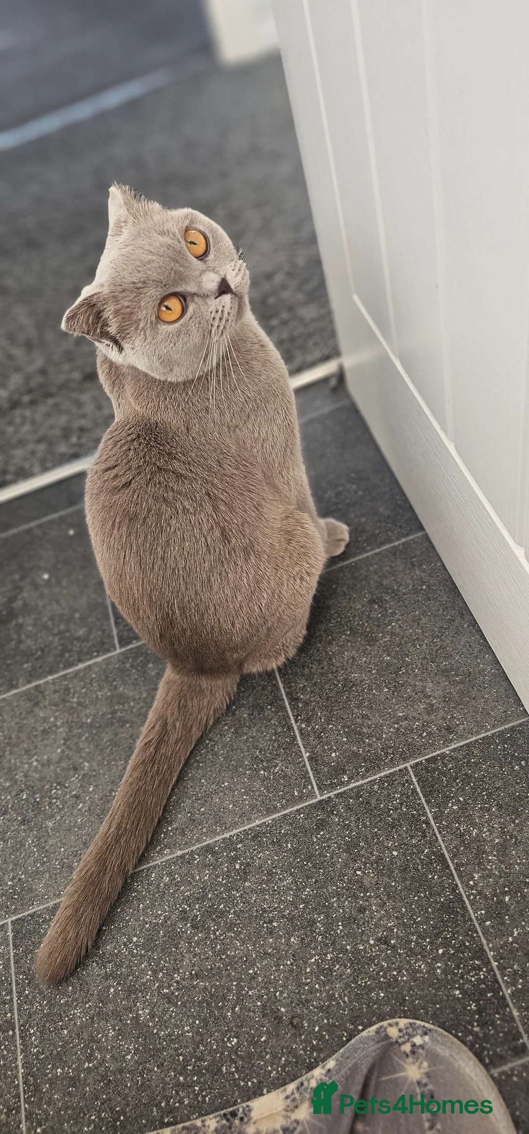 Scottish Fold cats for sale: Scottish fold girl - Advert 1