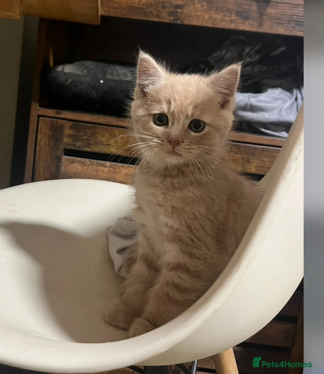 Mixed Breed cats for sale: 2 Blonde Kittens - Male and Female - Advert 10