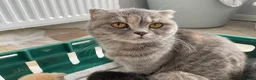 Scottish Fold cats for sale: Scottish fold kittens for sale  - Advert 15