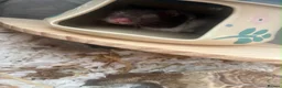 Hamster rodents for sale: Friendly ,Tamed,Syrian Hamster with cage  - Advert 5