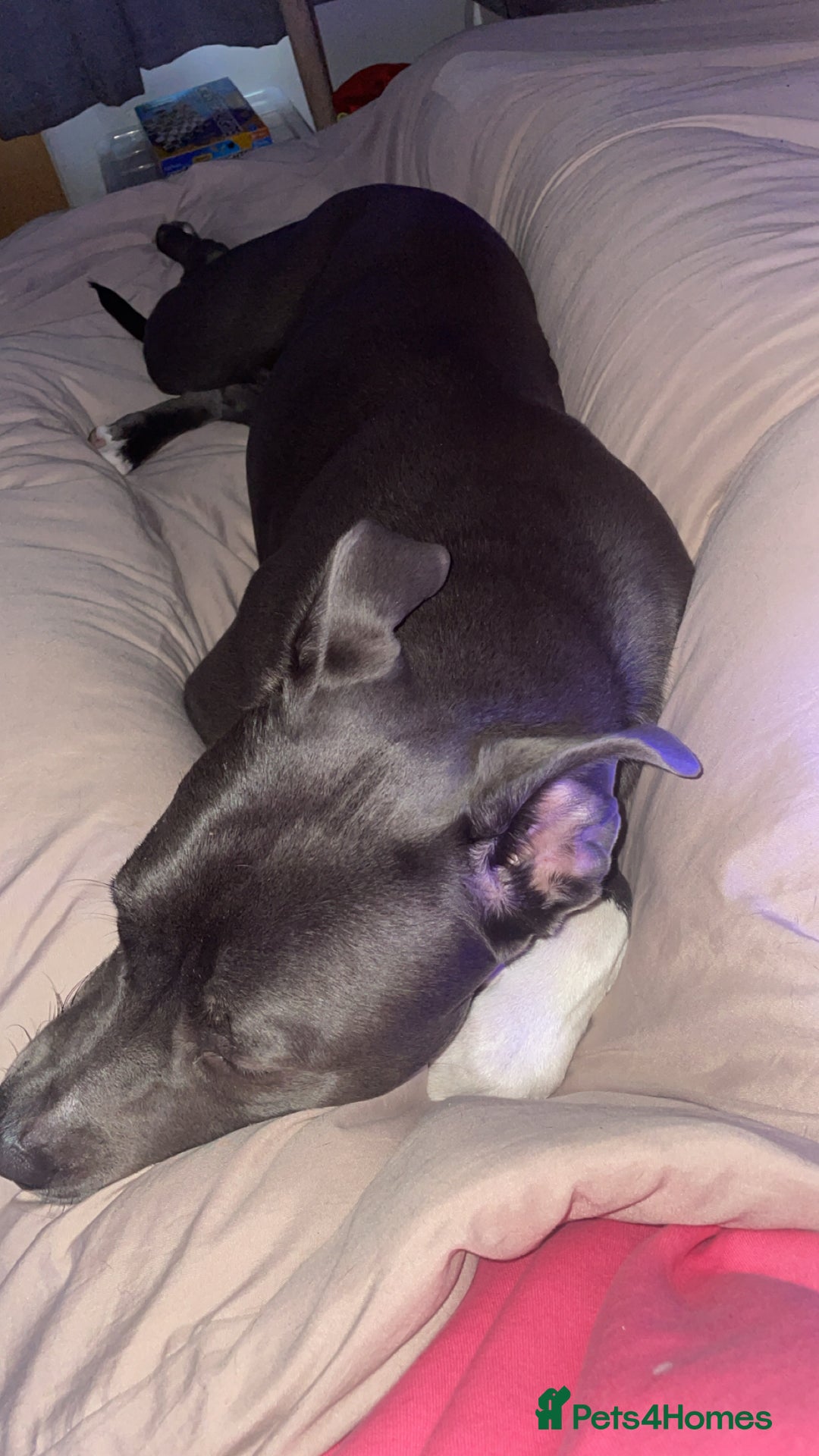 Mixed Breed dogs for sale: Female  - Advert 3