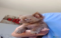 Chihuahua dogs for sale: Dna tested parents Lilac girl - Image 5