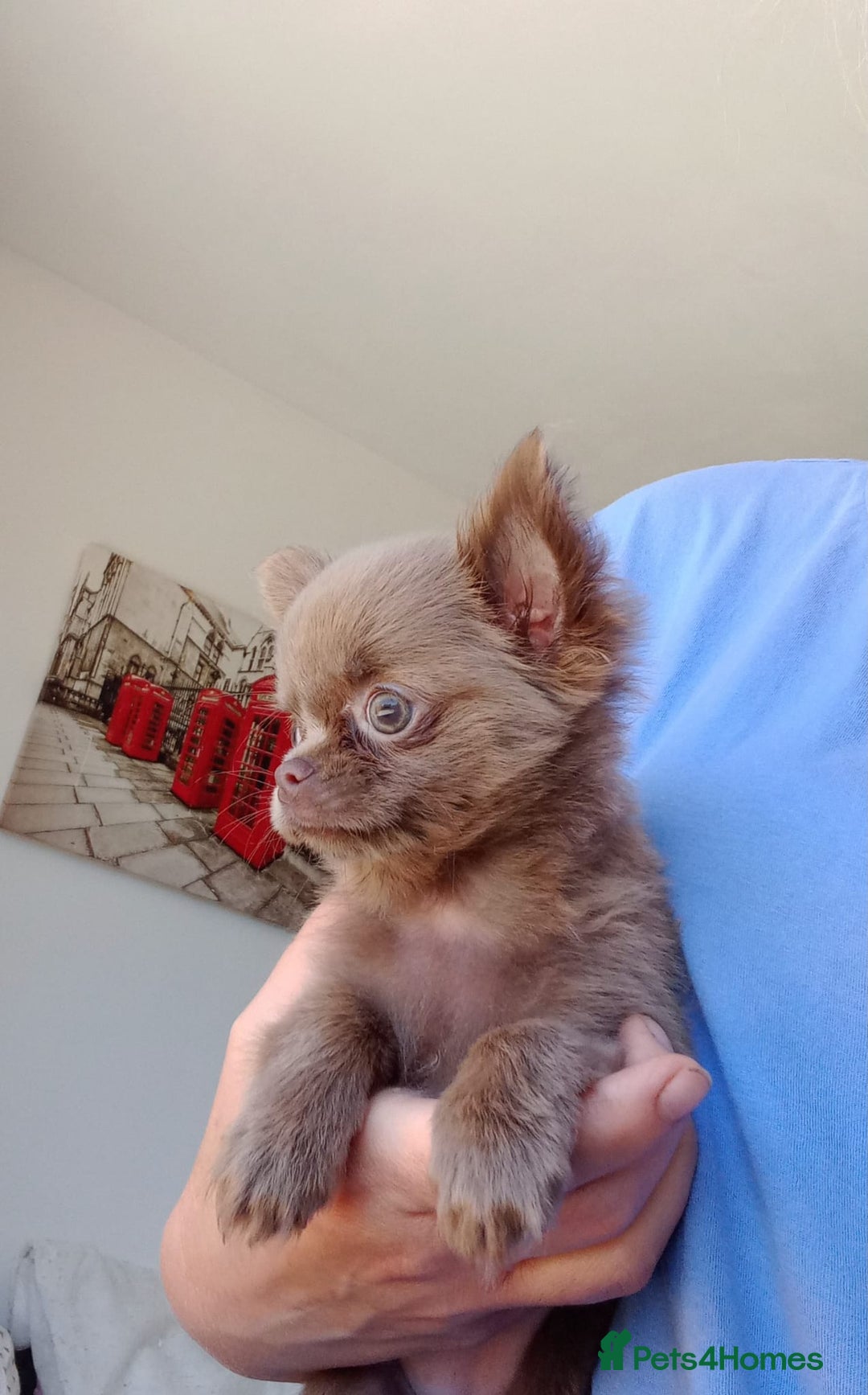 Chihuahua dogs for sale: Dna tested parents Lilac girl - Image 5