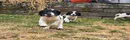 English Springer Spaniel dogs for sale: springer spaniel litter. 2 AVAILABLE  - Advert 11