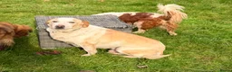 Labrador Retriever dogs for adoption: 🐾 MERLIN – Male Labrador × Golden  - Advert 4