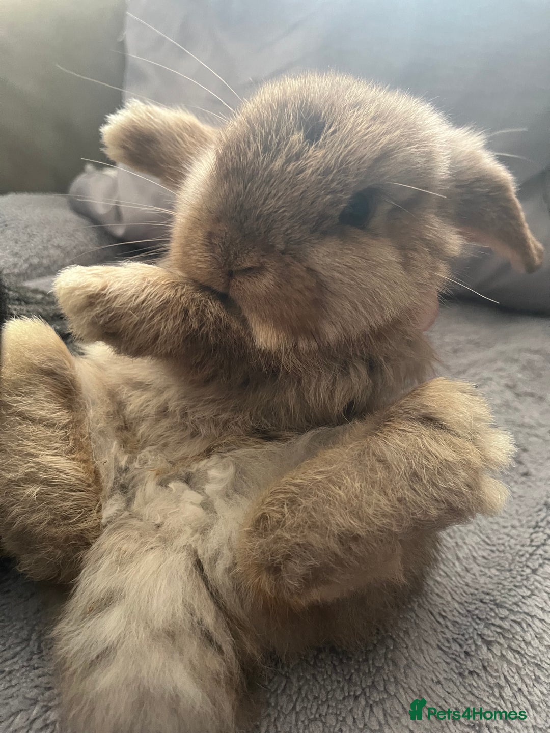 Mini Lop rabbits for sale: Mini lop rabbit - Advert 10