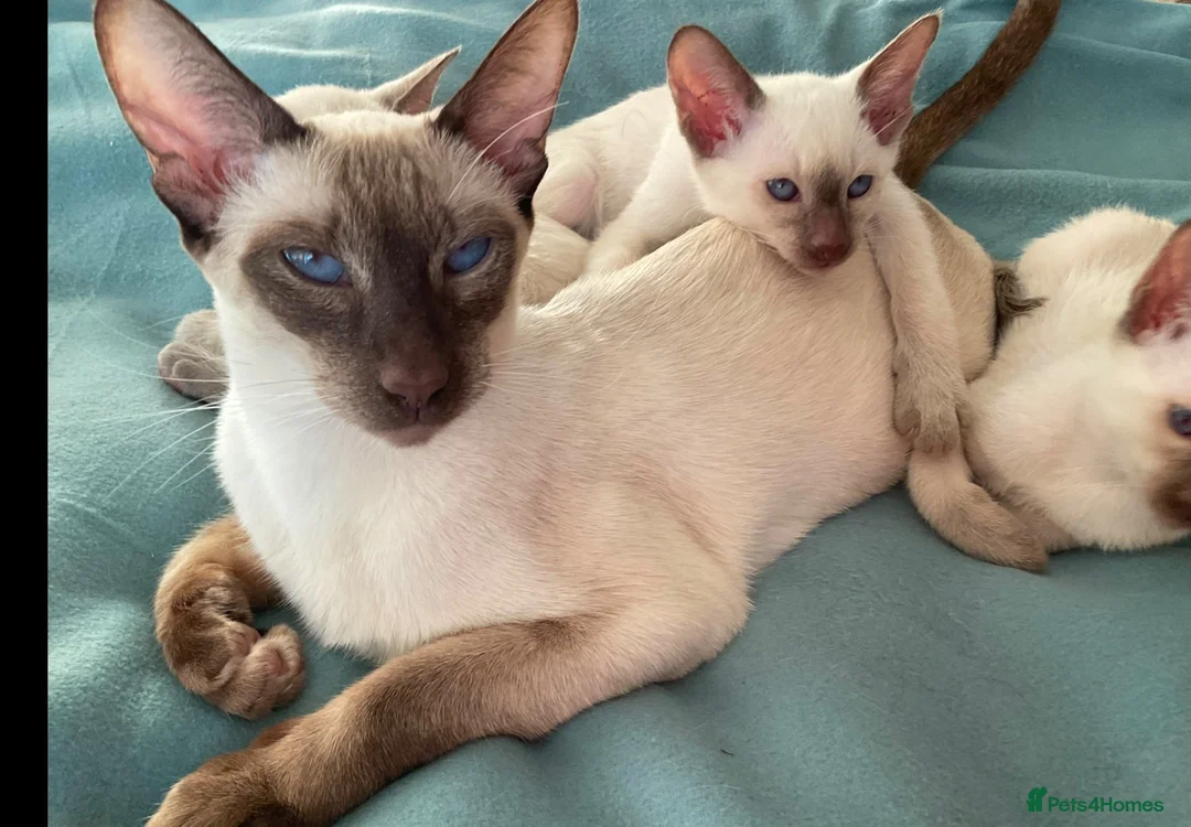 Siamese cats for sale: Georgeous Siamese kittens in Southampton - Advert 1