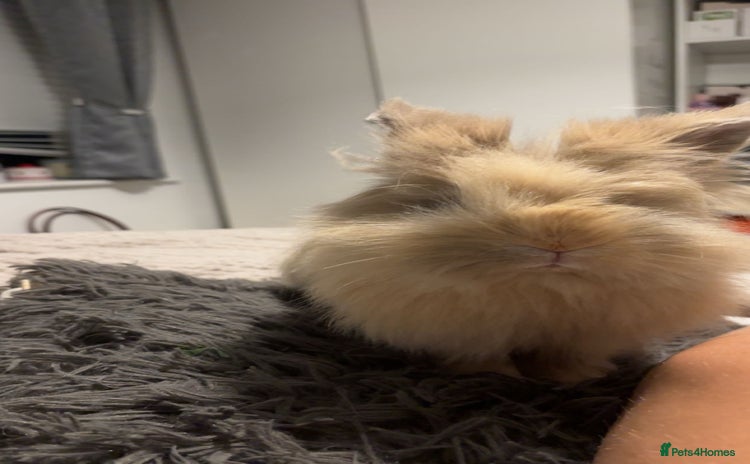 Lionhead rabbits - Advert 2