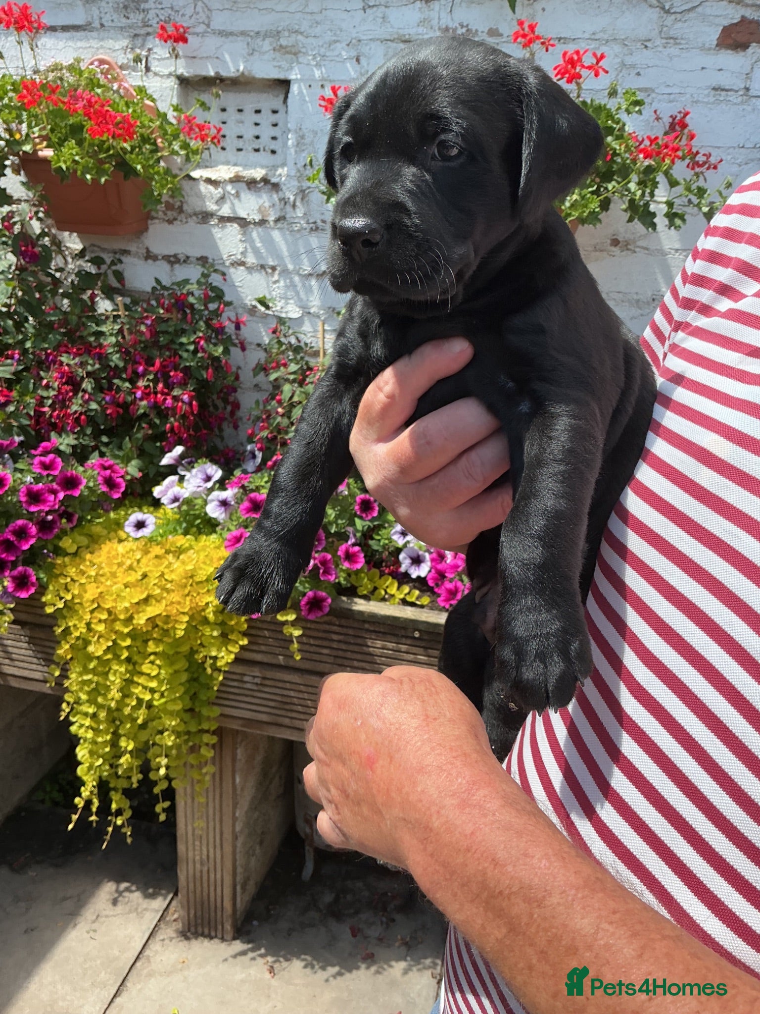 Labrador Retriever dogs Labrador Retreiver Puppy Dogs - Advert 1