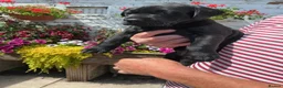 Labrador Retriever dogs for sale: Labrador Retreiver Puppy Dogs in Dudley - Advert 1