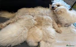 Pomapoo dogs for sale: Fluffy 4 Pomapoo Puppies Ready for Their Homes - Advert 6