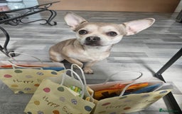 Mixed Breed dogs for sale: French chihuahuas for sale  - Image 7