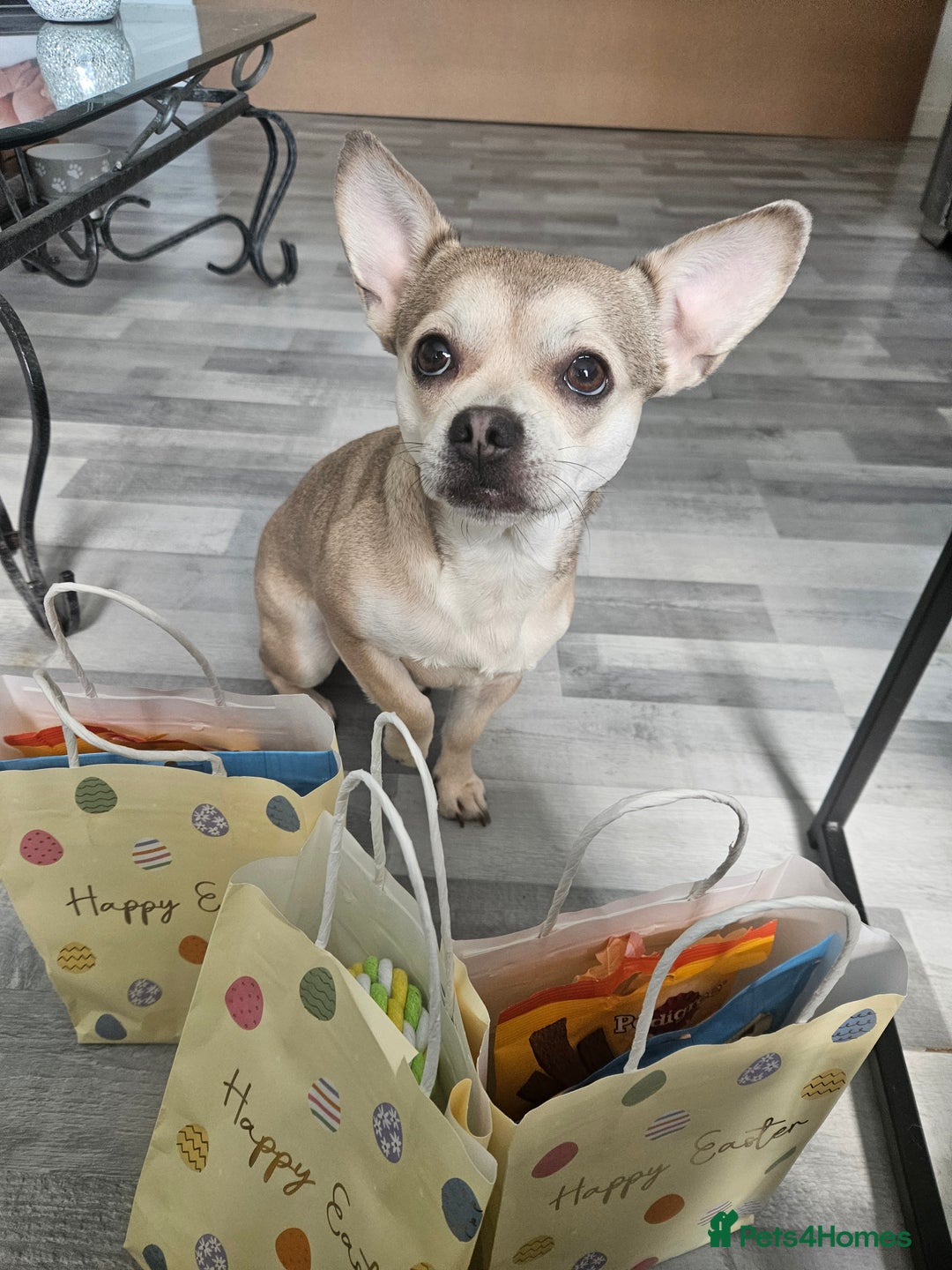 Mixed Breed dogs for sale: French chihuahuas for sale  - Image 7